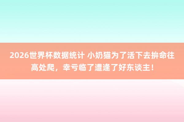 2026世界杯数据统计 小奶猫为了活下去拚命往高处爬，幸亏临了遭逢了好东谈主！