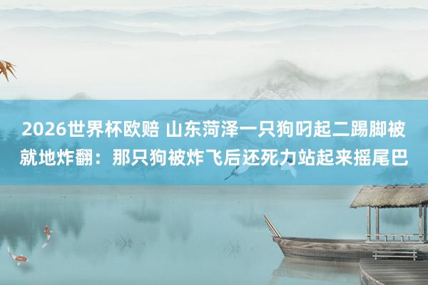 2026世界杯欧赔 山东菏泽一只狗叼起二踢脚被就地炸翻：那只狗被炸飞后还死力站起来摇尾巴