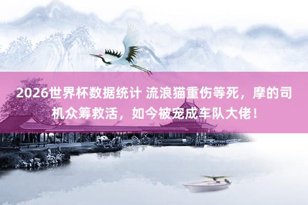2026世界杯数据统计 流浪猫重伤等死，摩的司机众筹救活，如今被宠成车队大佬！
