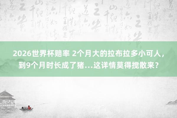 2026世界杯赔率 2个月大的拉布拉多小可人，到9个月时长成了猪…这详情莫得搅散来？