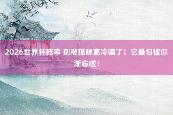 2026世界杯赔率 别被猫咪高冷骗了！它最怕被你渐忘啦！