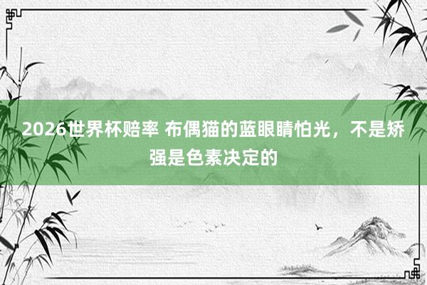 2026世界杯赔率 布偶猫的蓝眼睛怕光，不是矫强是色素决定的