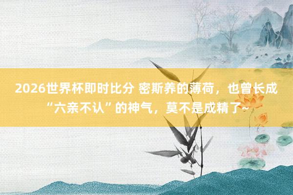2026世界杯即时比分 密斯养的薄荷，也曾长成“六亲不认”的神气，莫不是成精了~