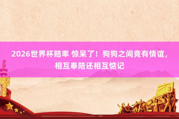 2026世界杯赔率 惊呆了！狗狗之间竟有情谊，相互奉陪还相互惦记