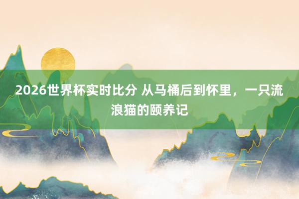 2026世界杯实时比分 从马桶后到怀里，一只流浪猫的颐养记