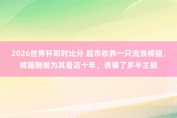 2026世界杯即时比分 超市收养一只流浪橘猫，橘猫酬谢为其看店十年，诱骗了多半主顾